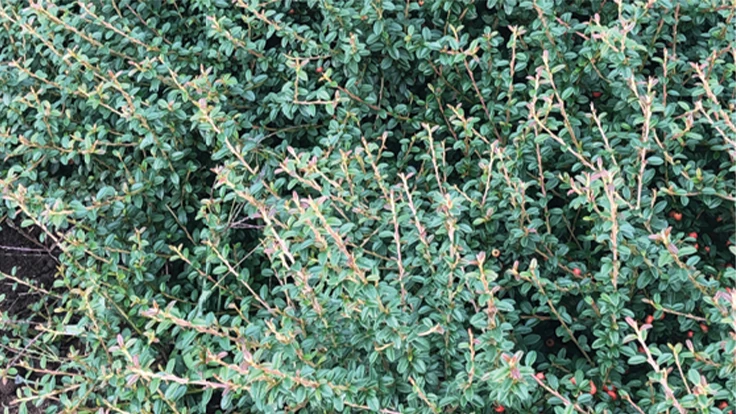 Cotoneaster Emerald Beauty has improved resistance to fire blight. 