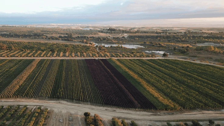 Photo: Dave Wilson Nursery