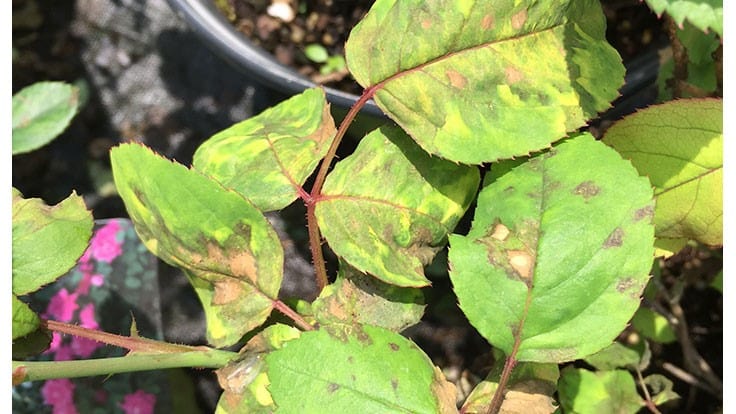 Rose downy mildew Nursery Management