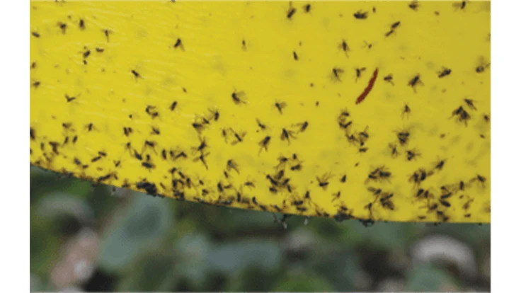 Black insects on a yellow sticky card.