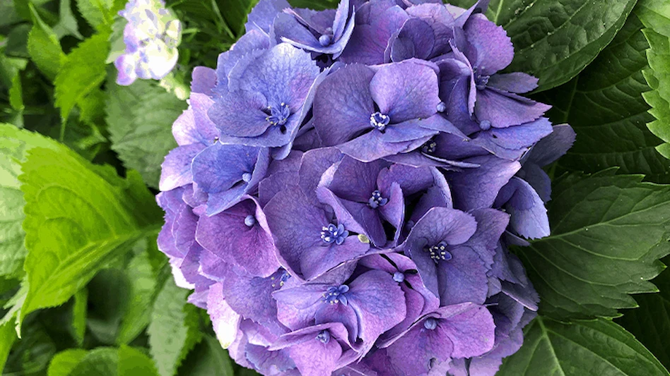 Work of art - Nursery Management