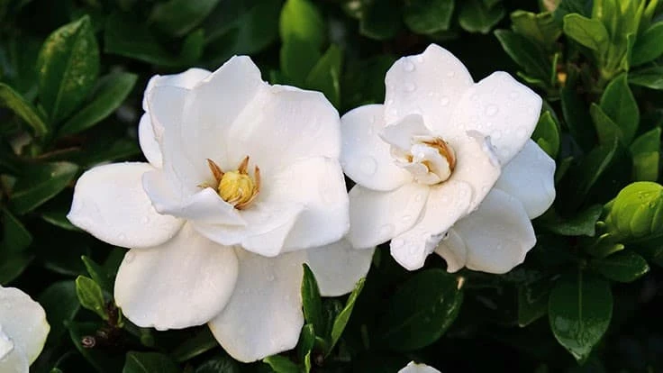 Gardenia Jasminoides Steady As She Goes™