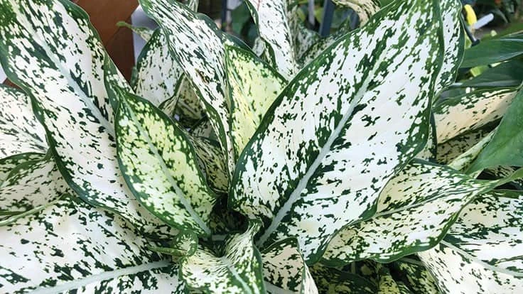 Aglaonema 'First Diamond'