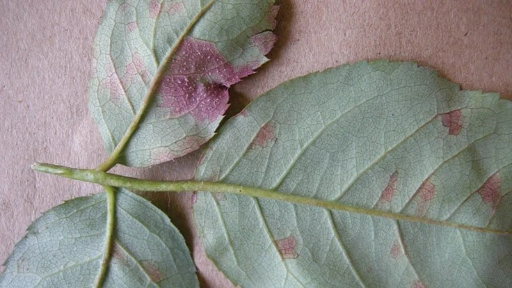 Margery Daughtrey, University of Cornell