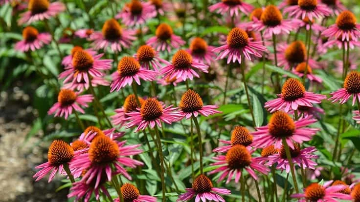 Echinacea 'Pica Bella'