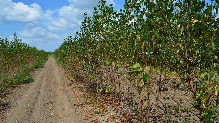Raemelton Farm in Frederick County, Maryland, experienced significant drift damage from a nearby property in 2017.