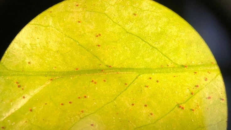  Red overwintering eggs can be seen on leaves