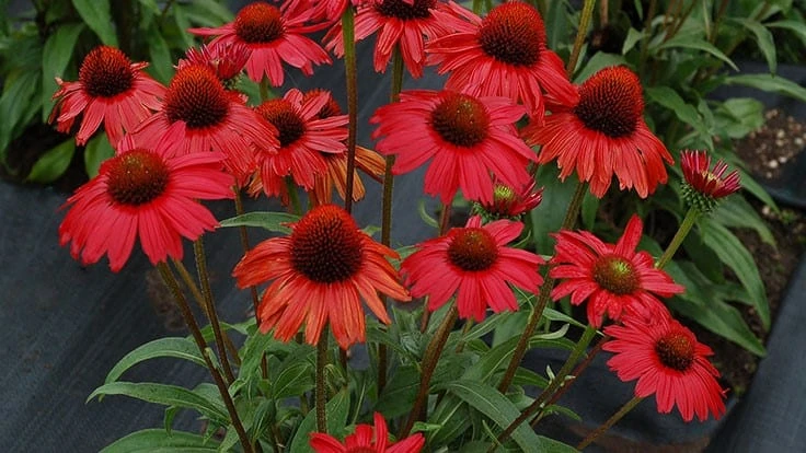 Echinacea Kismet 'Red'