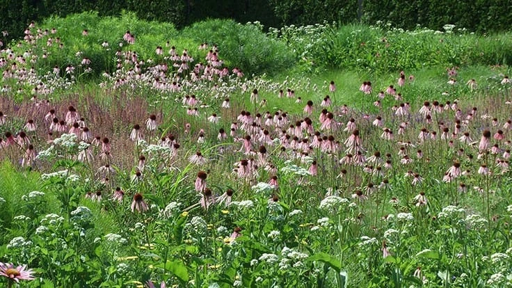 Lurie Garden in June