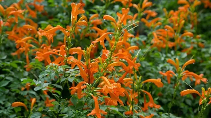 Tecomaria 'Cape Town'