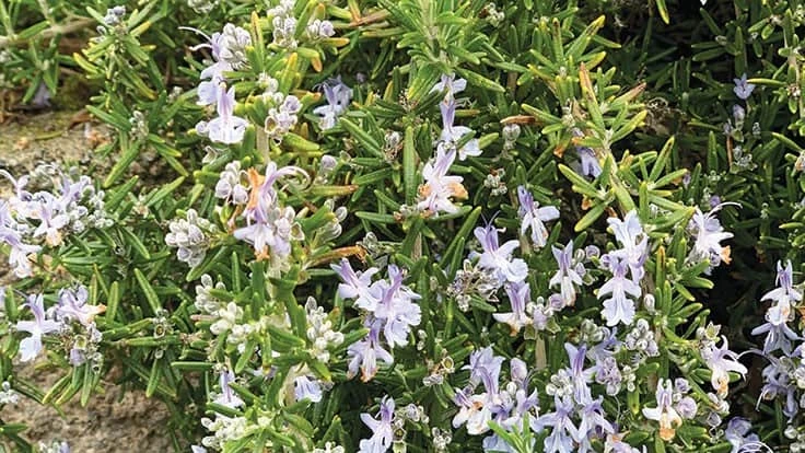 Rosemary ‘Huntington Carpet’