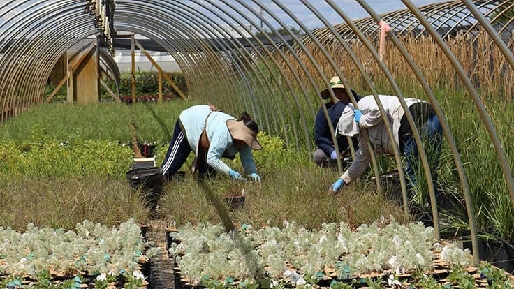 Workers weed plants at a nursery