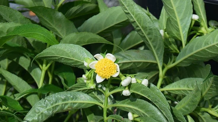 P. arguta 'Honey Moon'