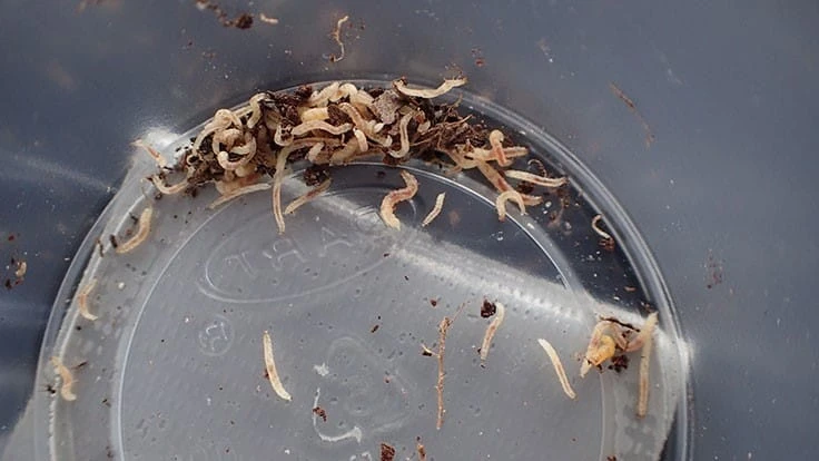 Red-headed flea beetle larvae can be found in container nursery plants.