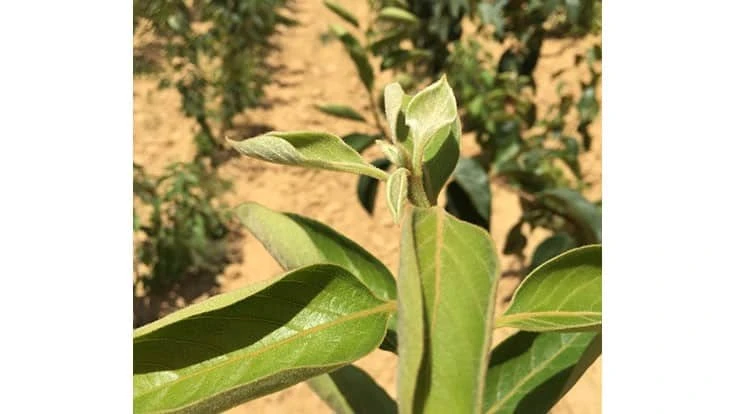 Rows of Japanese persimmon trees at Legg Creek Farm. 