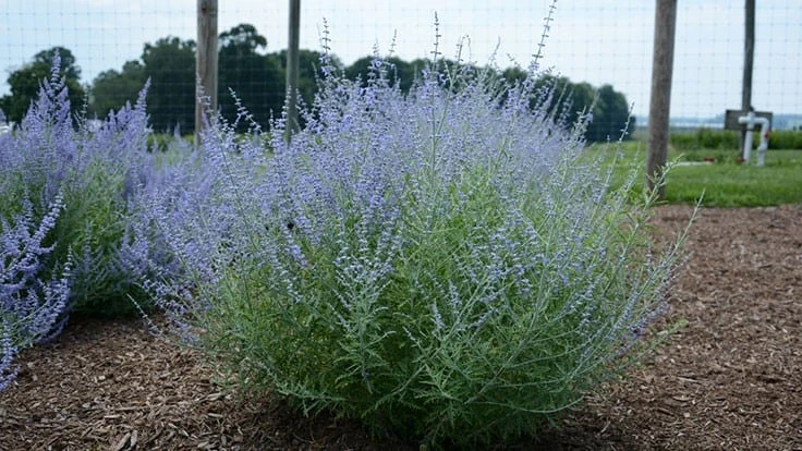 Perovskia Little Lace