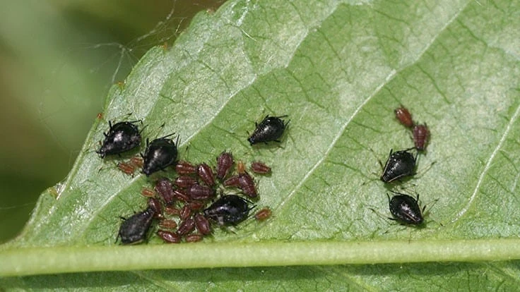 Mixed life stages of aphids