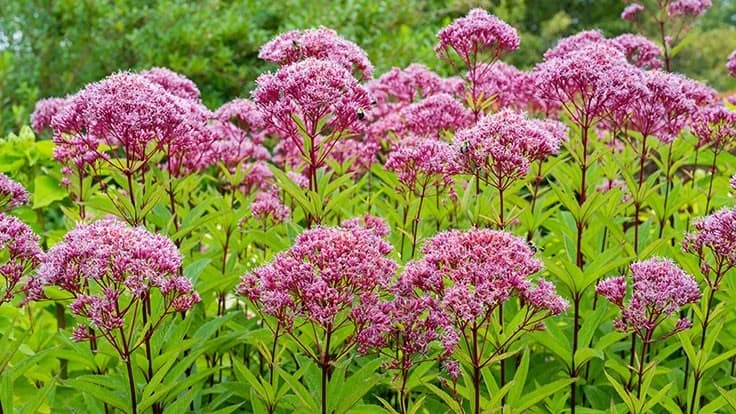 Eutrochium spp. (joe-pye weed) formerly known as Eupatorium spp.