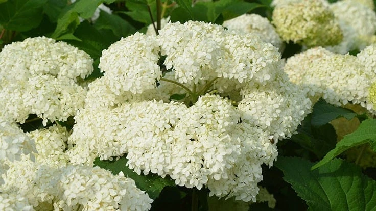 H. arborescens 'Bounty'