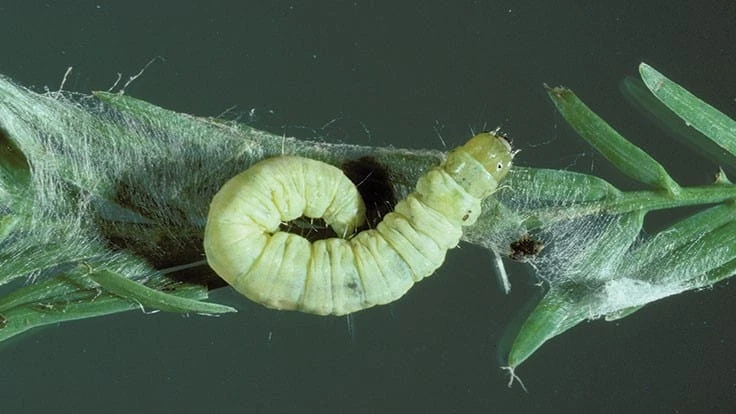 Leafroller larvae