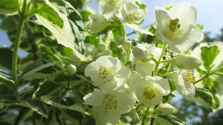 Philadelphus coronarius ‘E.A. Bowles’